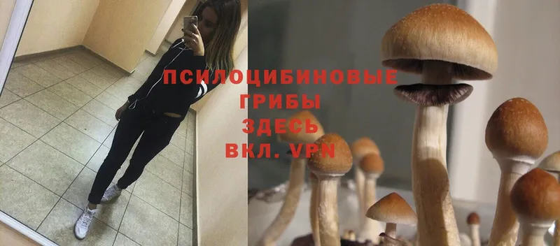 Галлюциногенные грибы Cubensis  Вяземский 